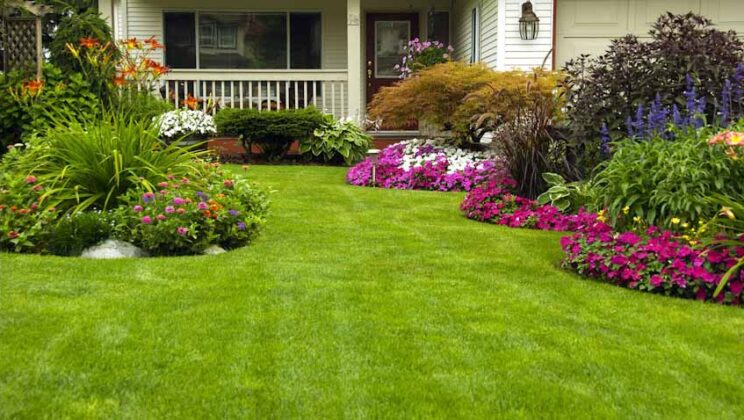 5 tips for a lush, green lawn